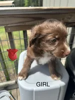 Rosie, a female Aussiedoodle for sale in Diboll, TX – Photo 2 of 3