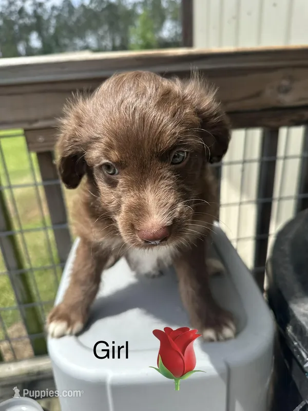 Rosie – Aussiedoodle puppy for sale in Diboll, TX