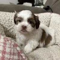 Dakota, a male Yorkshire Terrier and Shorkie for sale in Diboll, TX – Photo 4 of 7