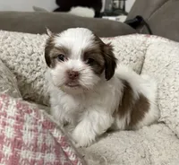 Dakota, a male Yorkshire Terrier and Shorkie for sale in Diboll, TX – Photo 4 of 7