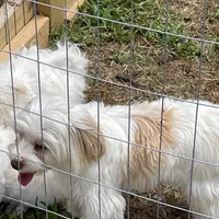 Dakota, a male Yorkshire Terrier and Shorkie for sale in Diboll, TX – Photo 7 of 7