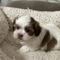 Dakota, a male Yorkshire Terrier and Shorkie for sale in Diboll, TX – Photo 5 of 7