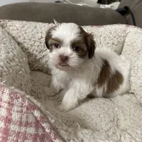 Dakota, a male Yorkshire Terrier and Shorkie for sale in Diboll, TX – Photo 3 of 7