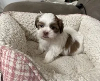 Dakota, a male Yorkshire Terrier and Shorkie for sale in Diboll, TX – Photo 3 of 7