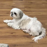 Dakota, a male Yorkshire Terrier and Shorkie for sale in Diboll, TX – Photo 6 of 7