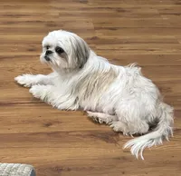 Dakota, a male Yorkshire Terrier and Shorkie for sale in Diboll, TX – Photo 6 of 7