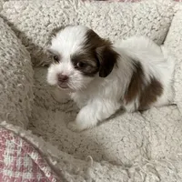 Dakota, a male Yorkshire Terrier and Shorkie for sale in Diboll, TX – Photo 1 of 7