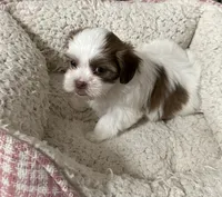 Dakota, a male Yorkshire Terrier and Shorkie for sale in Diboll, TX – Photo 1 of 7