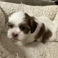 Dakota, a male Yorkshire Terrier and Shorkie for sale in Diboll, TX – Photo 2 of 7