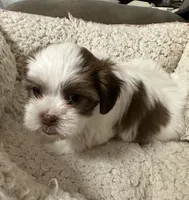 Dakota, a male Yorkshire Terrier and Shorkie for sale in Diboll, TX – Photo 2 of 7