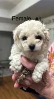 Ava, a female Maltipoo for sale in Diboll, TX – Photo 1 of 3