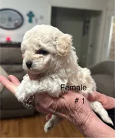 Ava, a female Maltipoo for sale in Diboll, TX – Photo 3 of 3
