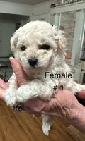 Ava, a female Maltipoo for sale in Diboll, TX – Photo 2 of 3