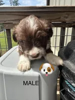 Chuck, a male Aussiedoodle for sale in Diboll, TX – Photo 2 of 4