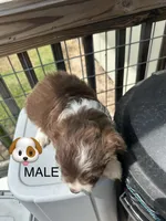 Chuck, a male Aussiedoodle for sale in Diboll, TX – Photo 3 of 4