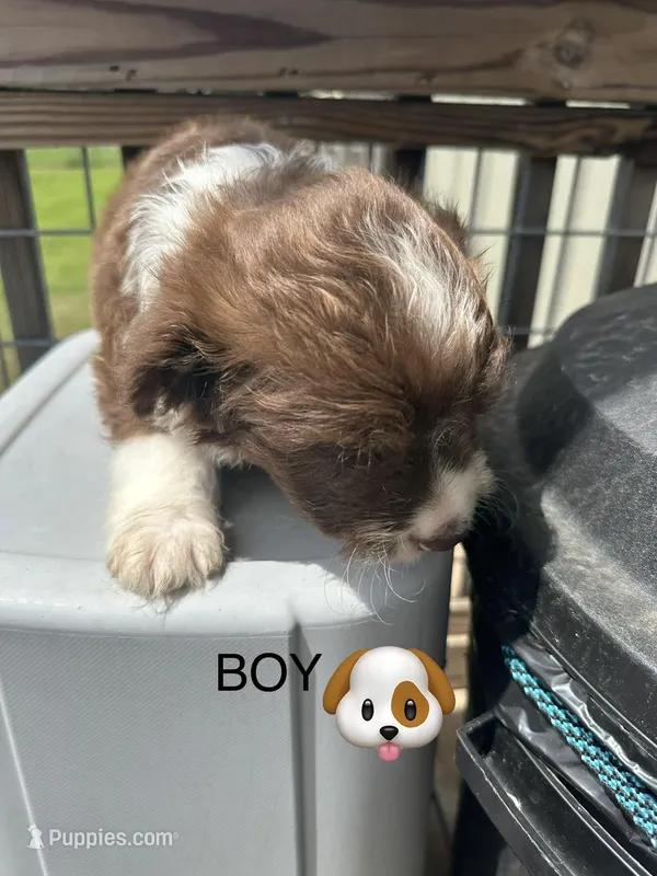 Chuck – Aussiedoodle puppy for sale in Diboll, TX