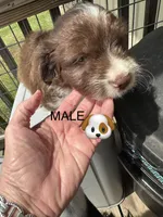 Chuck, a male Aussiedoodle for sale in Diboll, TX – Photo 4 of 4