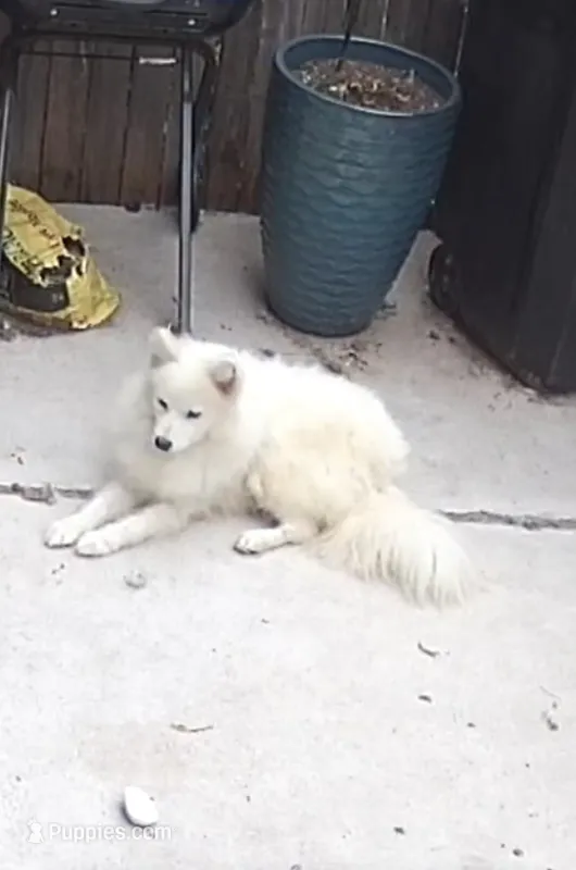 Mulan – Samoyed puppy for sale in Philadelphia, PA