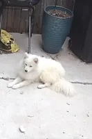 Mulan, a female Samoyed for sale in Philadelphia, PA – 1 of 4