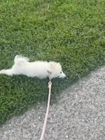 Mulan, a female Samoyed for sale in Philadelphia, PA – 3 of 4