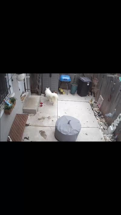 Mulan, a female Samoyed for sale in Philadelphia, PA – 4 of 4