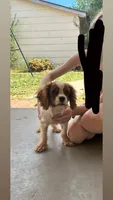 Boy, a male Cavalier King Charles Spaniel for sale in Woodward, OK – Photo 2 of 2