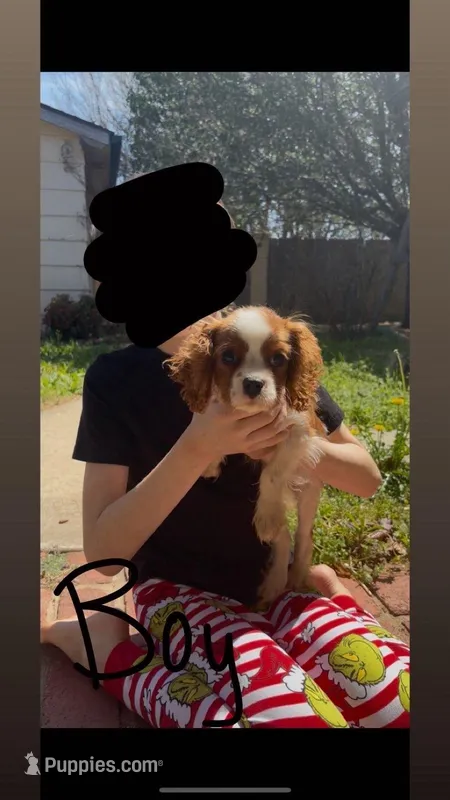 Boy – Cavalier King Charles Spaniel puppy for sale in Woodward, OK