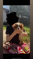 Boy, a male Cavalier King Charles Spaniel for sale in Woodward, OK – Photo 1 of 2