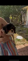 briar, a female Cavalier King Charles Spaniel for sale in Woodward, OK – Photo 3 of 3