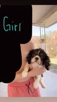 briar, a female Cavalier King Charles Spaniel for sale in Woodward, OK – Photo 2 of 3