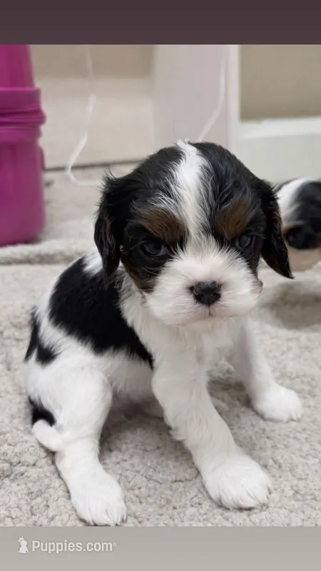 briar – Cavalier King Charles Spaniel puppy for sale in Woodward, OK