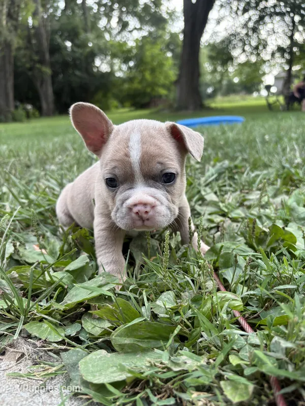 Porkchop – French Bulldog puppy for sale in Dayton, OH