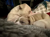 Porkchop, a male French Bulldog for sale in Dayton, OH – 2 of 4