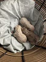 Juniper “Junie”, a female French Bulldog for sale in Dayton, OH – 4 of 4