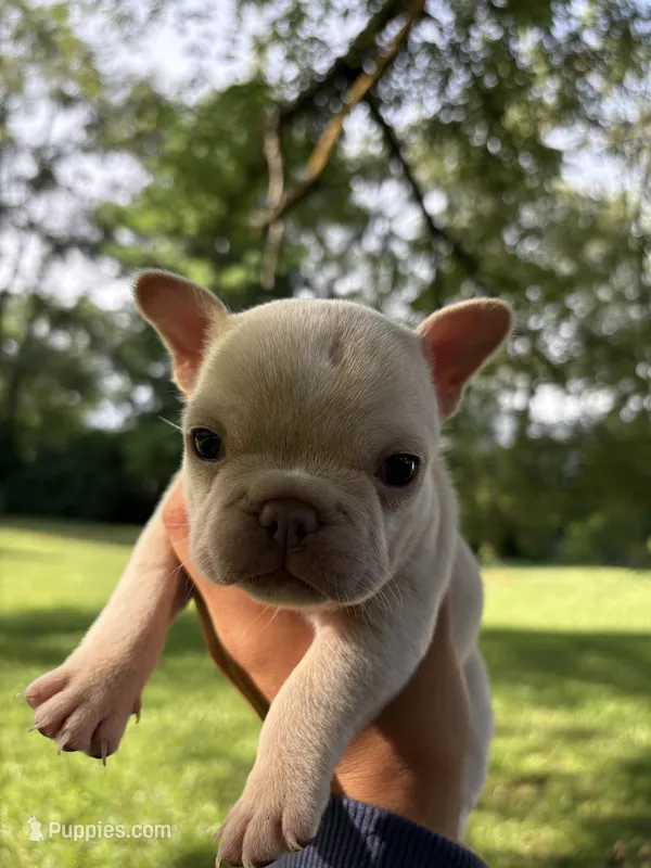Juniper “Junie” – French Bulldog puppy for sale in Dayton, OH