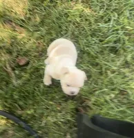 Juniper “Junie”, a female French Bulldog for sale in Dayton, OH – 2 of 4