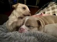 Porkchop, a male French Bulldog for sale in Dayton, OH – 4 of 4