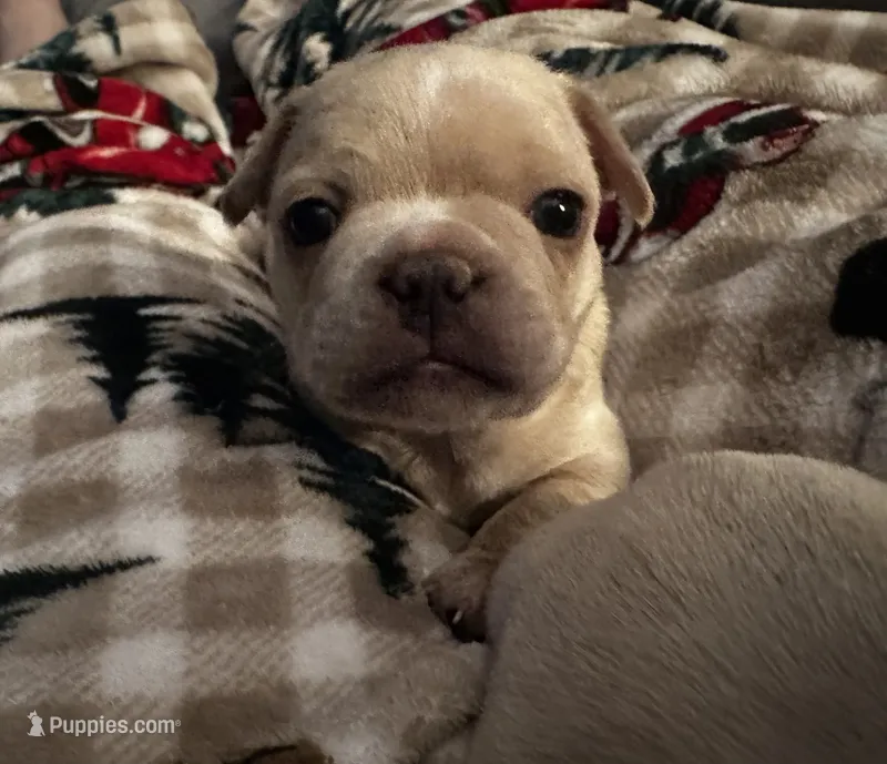 Kash – French Bulldog puppy for sale in Dayton, OH
