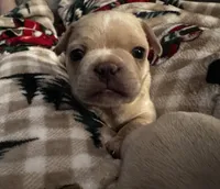 Kash, a male French Bulldog for sale in Dayton, OH – 1 of 4
