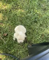 Juniper “Junie”, a female French Bulldog for sale in Dayton, OH – 3 of 4