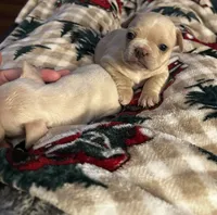 Kash, a male French Bulldog for sale in Dayton, OH – 2 of 4