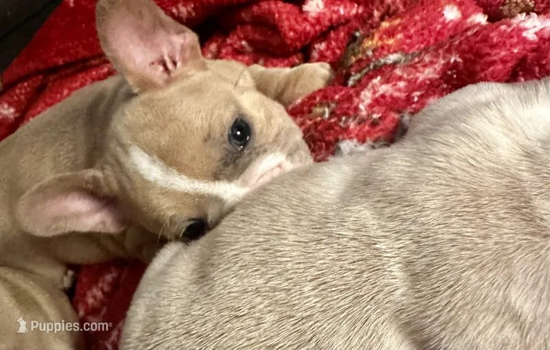 Porkchop – French Bulldog puppy for sale in Dayton, OH