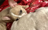Porkchop, a male French Bulldog for sale in Dayton, OH – 1 of 4