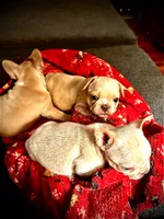 Kash, a male French Bulldog for sale in Dayton, OH – 3 of 4