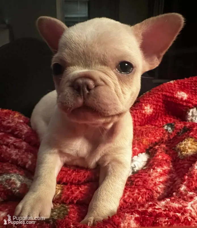 Juniper “Junie” – French Bulldog puppy for sale in Dayton, OH