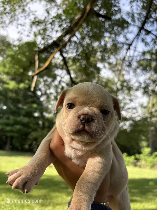 Kash – French Bulldog puppy for sale in Dayton, OH