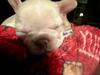Juniper “Junie”, a female French Bulldog for sale in Dayton, OH – 1 of 4