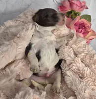 Hershey, a male Springer Doodle for sale in Fargo, ND – Photo 6 of 10