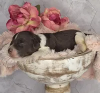 Hershey, a male Springer Doodle for sale in Fargo, ND – Photo 10 of 10