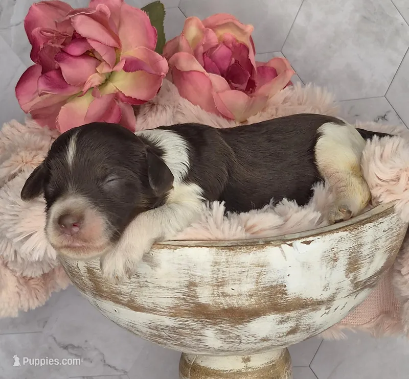 Hershey – Springer Doodle puppy for sale in Fargo, ND